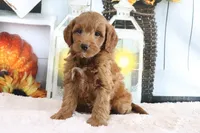 Mindy, a female Miniature Goldendoodle for sale in Baltic, OH – 3 of 4