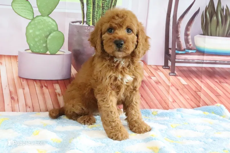Kloe – Miniature Goldendoodle puppy for sale in Baltic, OH