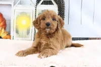 Layla, a female Miniature Goldendoodle for sale in Baltic, OH – 1 of 4