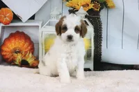 Blake, a male Miniature Goldendoodle for sale in Baltic, OH – 2 of 4