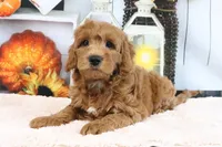 Leo, a male Miniature Goldendoodle for sale in Baltic, OH – 4 of 5