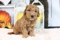 Fido, a male Miniature Goldendoodle for sale in Baltic, OH – 3 of 4