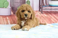 Kendra, a female Miniature Goldendoodle for sale in Baltic, OH – 4 of 4