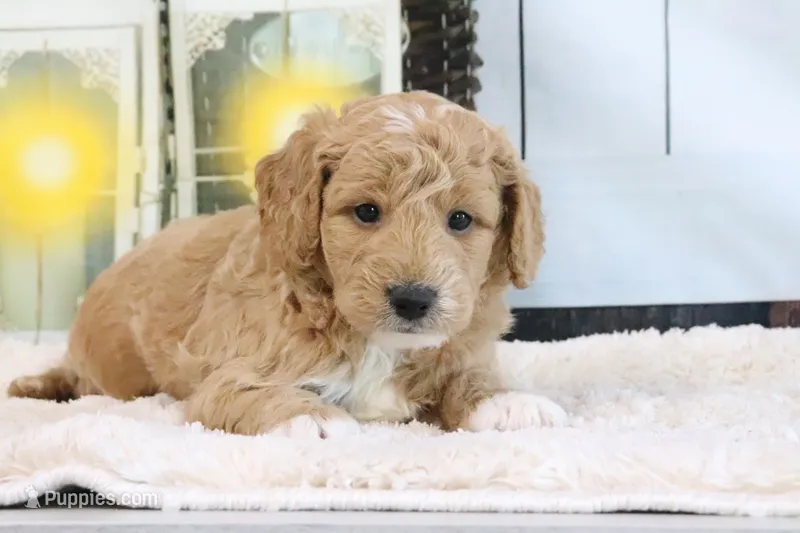 Flash – Miniature Goldendoodle puppy for sale in Baltic, OH