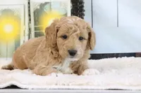 Flash, a male Miniature Goldendoodle for sale in Baltic, OH – 1 of 4