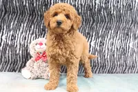 Annie, a female Miniature Goldendoodle for sale in Baltic, OH – 4 of 4