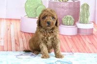 Hazel, a female Miniature Goldendoodle for sale in Baltic, OH – 2 of 5