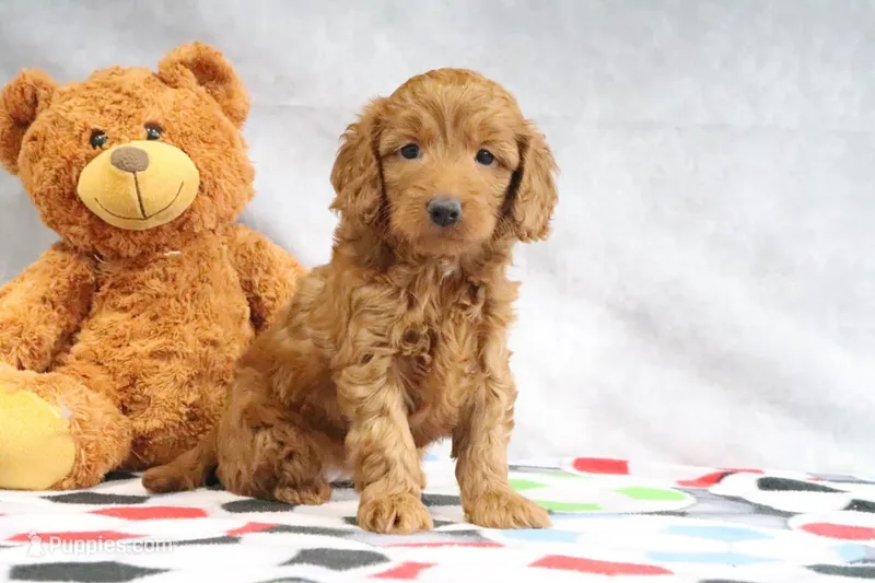 April – Miniature Goldendoodle puppy for sale in Baltic, OH