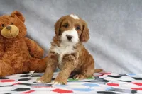 Conner, a male Miniature Goldendoodle for sale in Baltic, OH – Photo 3 of 4