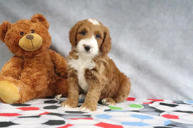 Conner – Miniature Goldendoodle puppy for sale in Baltic, OH