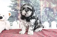 Victor, a male Goldendoodle for sale in Baltic, OH – Photo 1 of 4