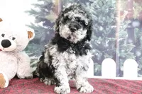 Victor, a male Goldendoodle for sale in Baltic, OH – Photo 4 of 4