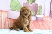 Hannah, a female Miniature Goldendoodle for sale in Baltic, OH – 4 of 4