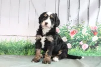 Molly, a female Miniature Bernedoodle for sale in Baltic, OH – 2 of 4