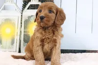 Libby, a female Miniature Goldendoodle for sale in Baltic, OH – 2 of 4
