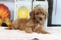 Lexi, a female Miniature Goldendoodle for sale in Baltic, OH – 2 of 4