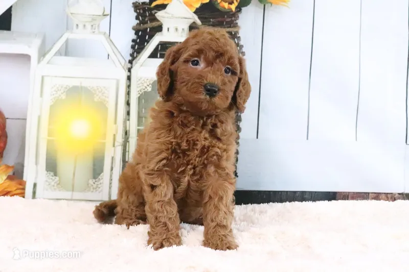 Lulu – Miniature Goldendoodle puppy for sale in Baltic, OH