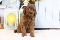 Lulu, a female Miniature Goldendoodle for sale in Baltic, OH – 1 of 4