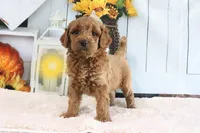 Buddy, a male Miniature Goldendoodle for sale in Baltic, OH – 4 of 4