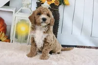 Fifi, a female Miniature Goldendoodle for sale in Baltic, OH – 3 of 4