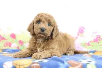 Flash, a male Miniature Goldendoodle for sale in Baltic, OH – 2 of 5