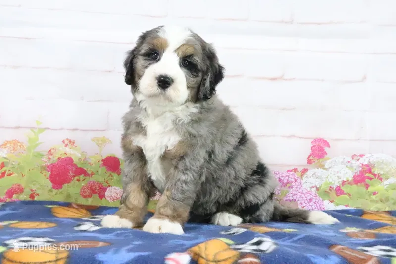 Lynn – Miniature Bernedoodle puppy for sale in Baltic, OH
