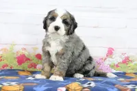 Lynn, a male Miniature Bernedoodle for sale in Baltic, OH – 1 of 4