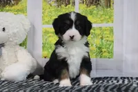 Raine, a female Miniature Bernedoodle for sale in Baltic, OH – 3 of 5