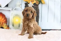 Buddy, a male Miniature Goldendoodle for sale in Baltic, OH – 3 of 4