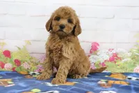 Fifi, a female Miniature Goldendoodle for sale in Baltic, OH – 3 of 4