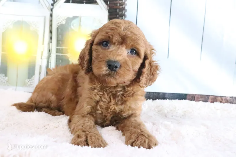 Max – Miniature Goldendoodle puppy for sale in Baltic, OH