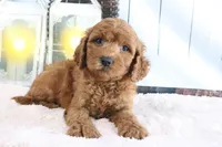 Max, a male Miniature Goldendoodle for sale in Baltic, OH – 1 of 4