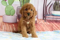 Kloe, a female Miniature Goldendoodle for sale in Baltic, OH – 3 of 3
