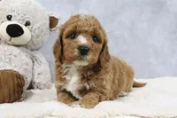 Alisha, a female Miniature Goldendoodle for sale in Baltic, OH – 2 of 5