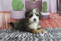 Sabrina, a female Miniature Bernedoodle for sale in Baltic, OH – 2 of 4