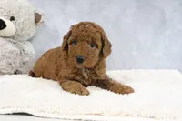 Abby, a female Miniature Goldendoodle for sale in Baltic, OH – 2 of 4