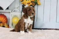 Bailey, a female Miniature Goldendoodle for sale in Baltic, OH – 2 of 5