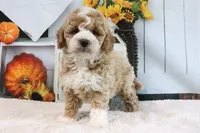 Koby, a male Miniature Goldendoodle for sale in Baltic, OH – 1 of 4