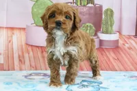 Holly, a female Miniature Goldendoodle for sale in Baltic, OH – 2 of 4