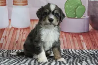 Sommers, a male Miniature Bernedoodle for sale in Baltic, OH – 4 of 4