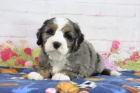 Lynn, a male Miniature Bernedoodle for sale in Baltic, OH – 3 of 4
