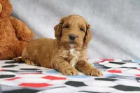 Cooper, a male Miniature Goldendoodle for sale in Baltic, OH – Photo 4 of 4