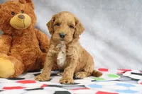 Cooper, a male Miniature Goldendoodle for sale in Baltic, OH – Photo 1 of 4