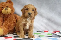 Cooper, a male Miniature Goldendoodle for sale in Baltic, OH – Photo 3 of 4