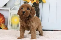 Libby, a female Miniature Goldendoodle for sale in Baltic, OH – 3 of 4