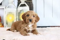 Butler, a male Miniature Goldendoodle for sale in Baltic, OH – 3 of 4