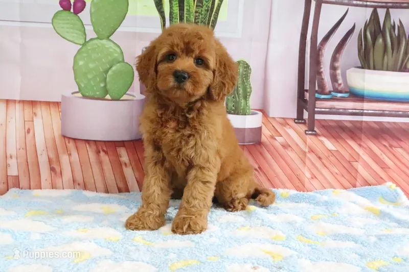 Kona – Miniature Goldendoodle puppy for sale in Baltic, OH