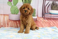 Kona, a female Miniature Goldendoodle for sale in Baltic, OH – 1 of 4