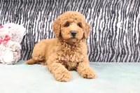 Annie, a female Miniature Goldendoodle for sale in Baltic, OH – 2 of 4