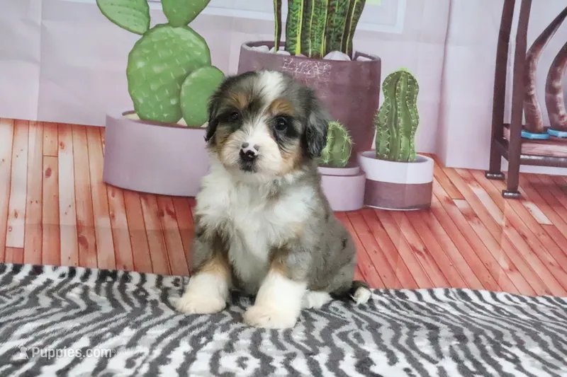 Stella – Miniature Bernedoodle puppy for sale in Baltic, OH